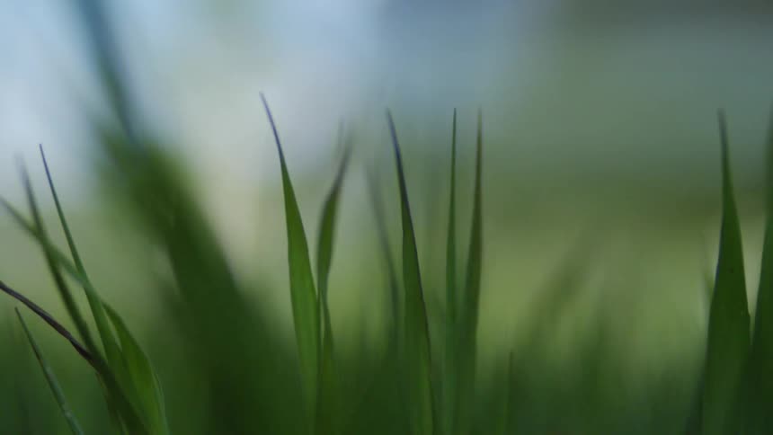 Blades of green grass blowing in the wind