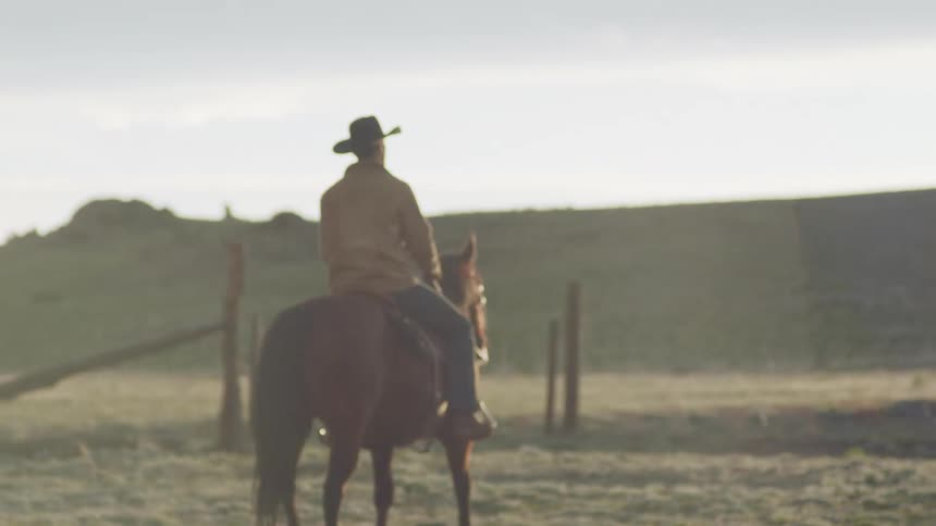 Man in hat riding horse in a field with cattle