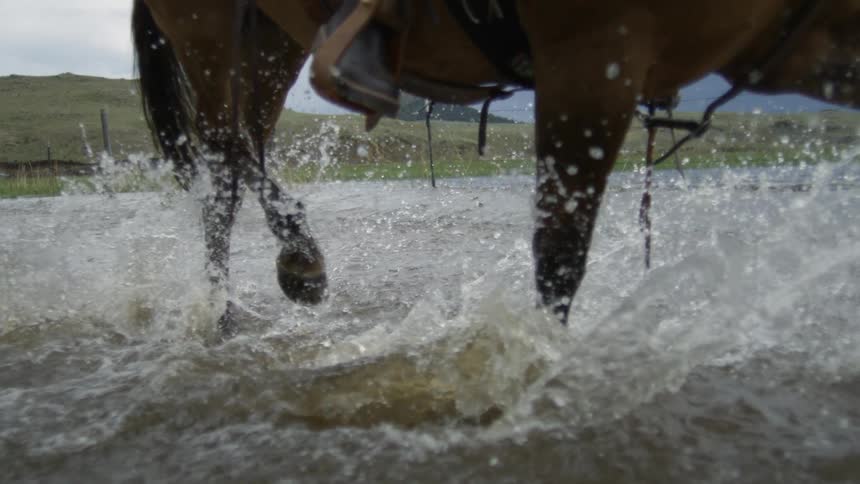 Legs of a horse crossing a lake and splashing water