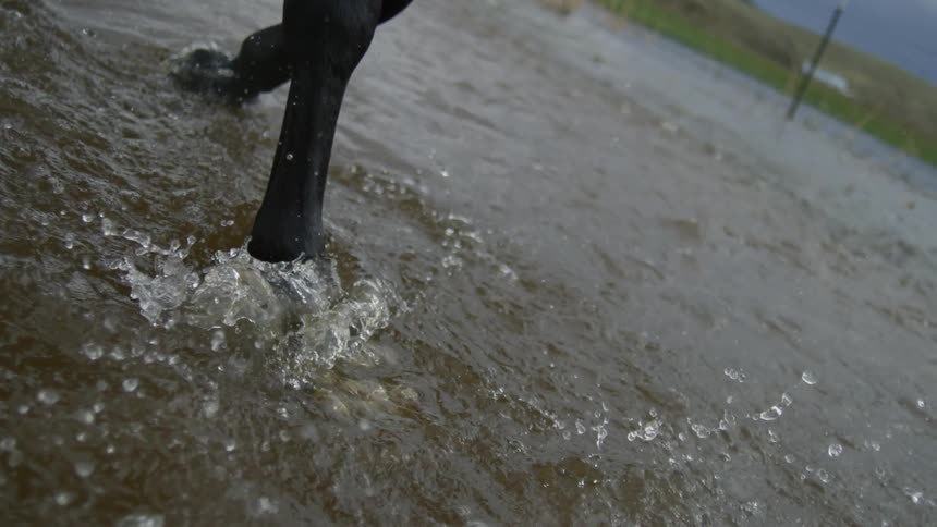 Hooves of a horse walking through a river