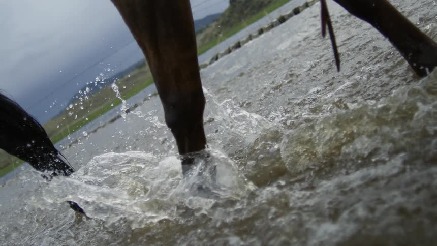 A horse walks through the water