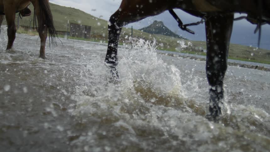 Legs of two horses crossing a river