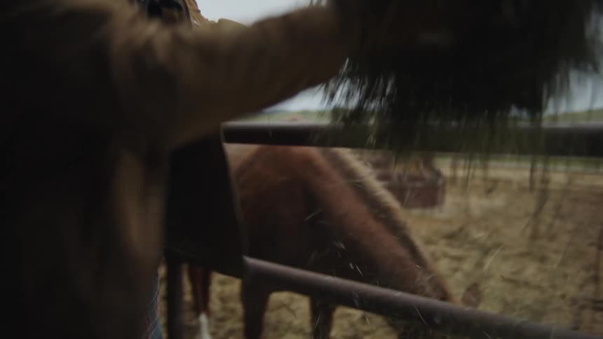 A cowboy feeds his horse hay