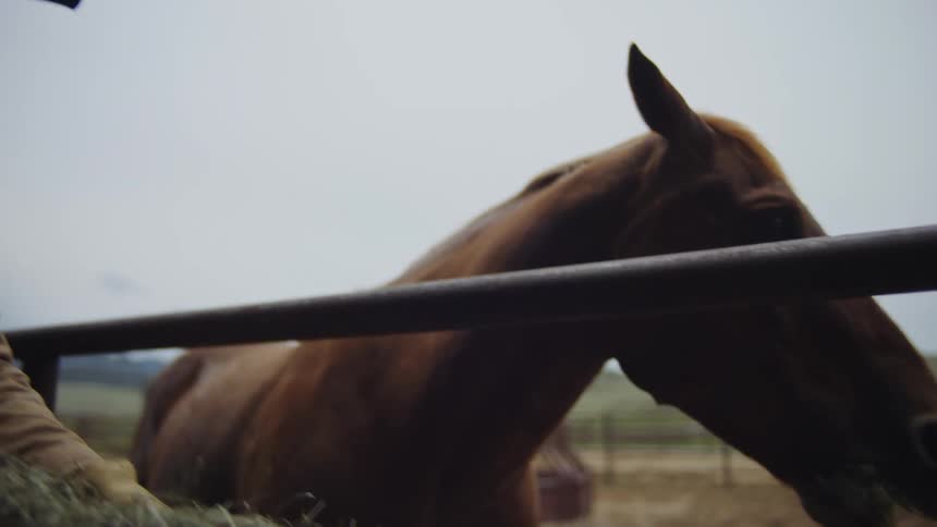 Man giving grass to the horse