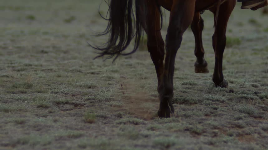 Legs of a horse running through a field