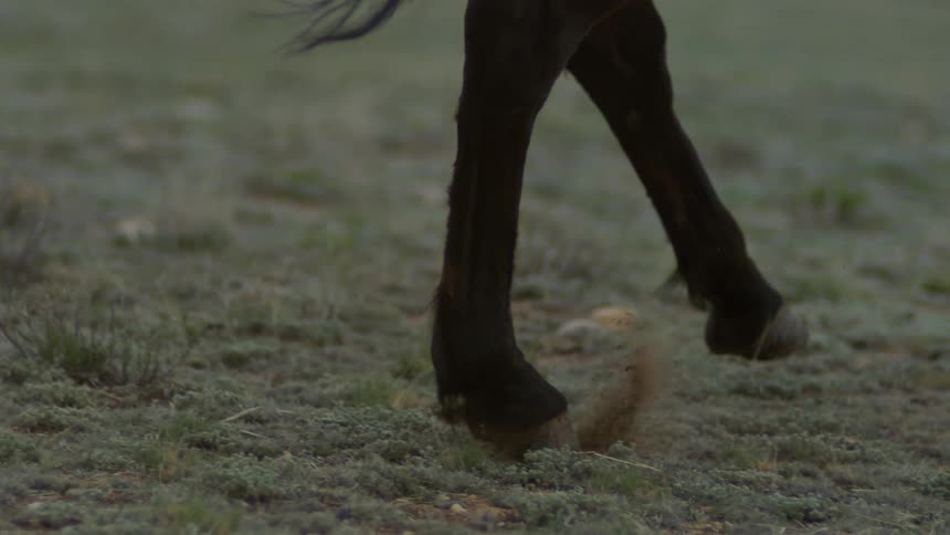 Hooves of a horse walking in a field