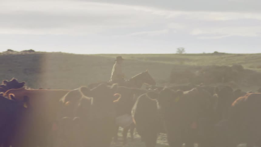 A cowboy is herding cows from his horse