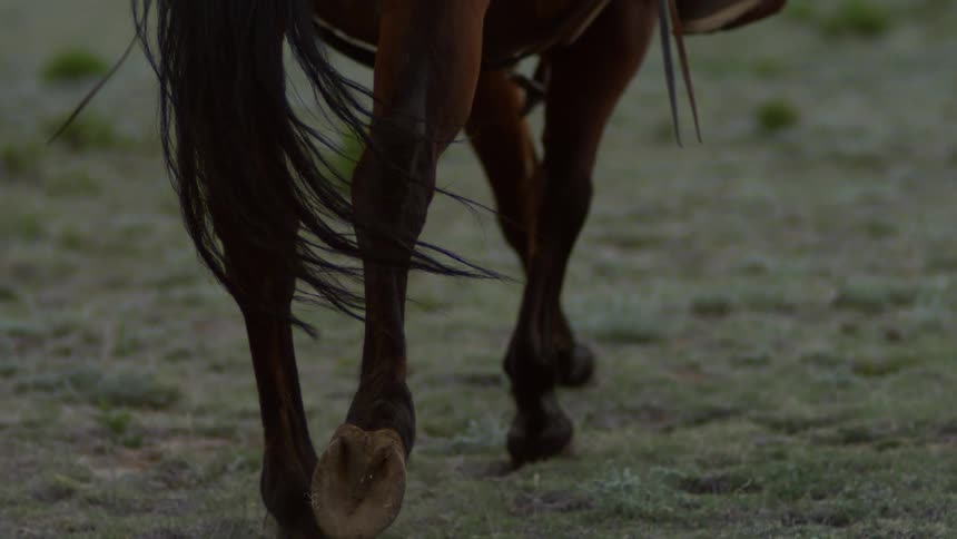 Closeup of the ground and the lower body of a horse as it is ridden across a field