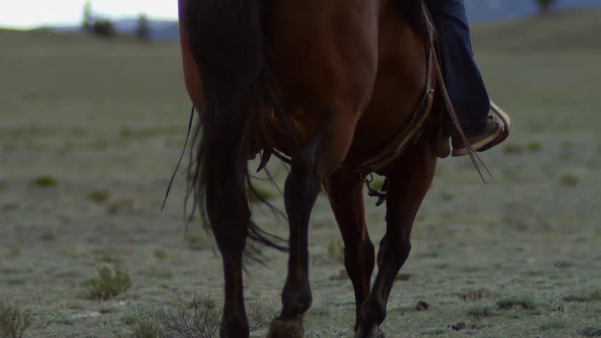 Legs of a horse riding in a field