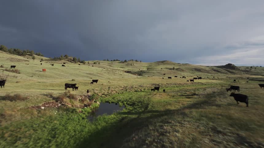 A wide open landscape with numerous black cattle grazing on grassy hills under a cloudy sky