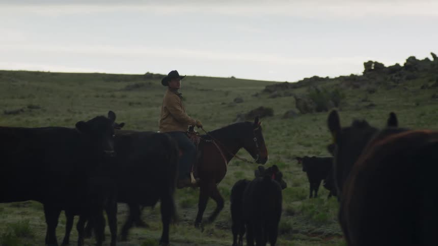 A cowboy is herding cows