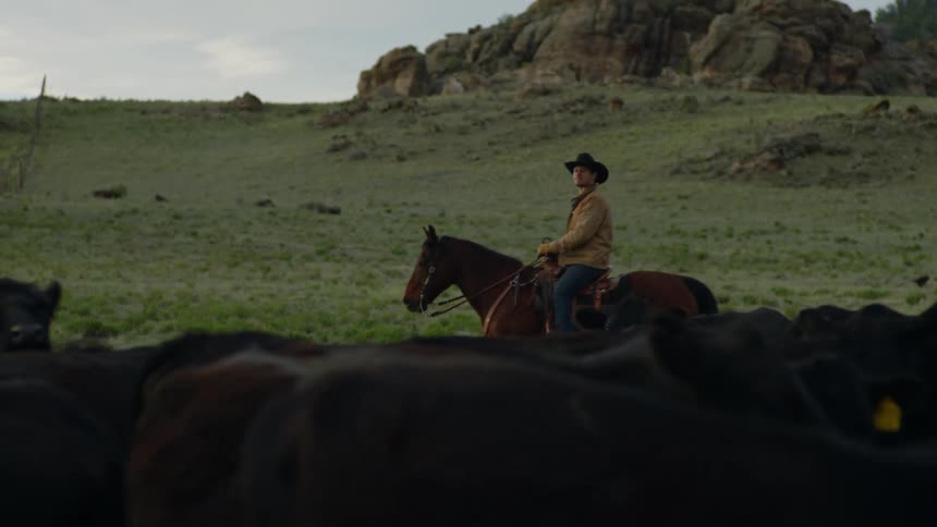 Man riding a horse next to a pasture with cattle