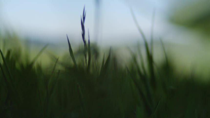 Grass stalks flutter in the breeze created by a propeller during the day