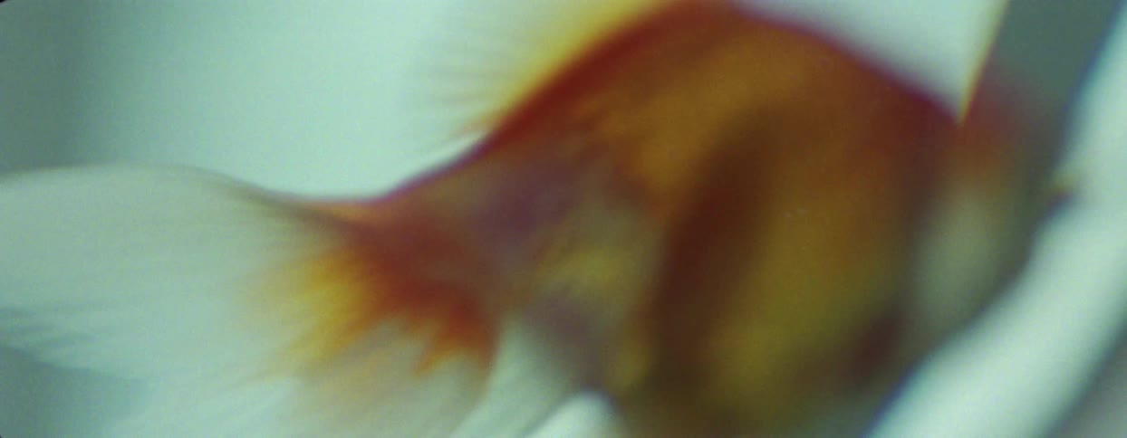 A fish is swimming in the water
