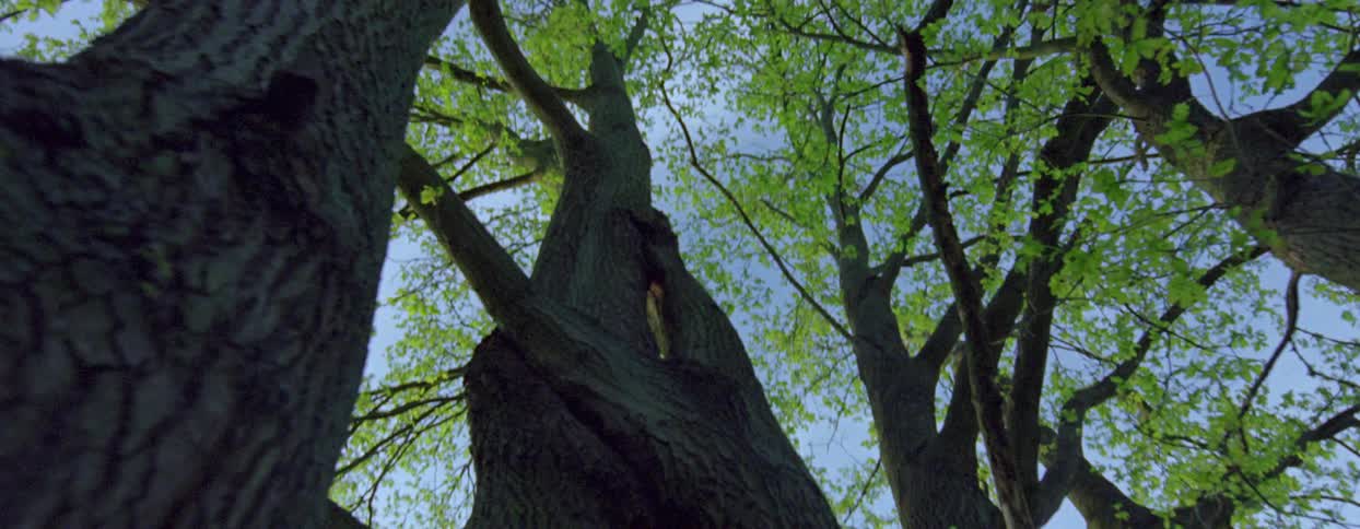 Large tree with several trunks in a field