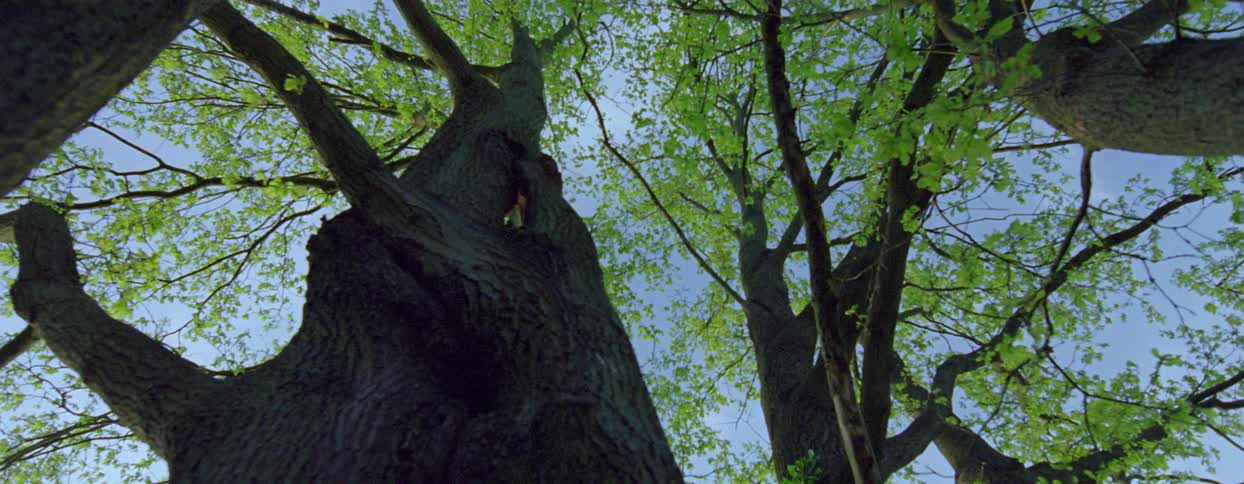 Tree with several trunks and branches with green leaves