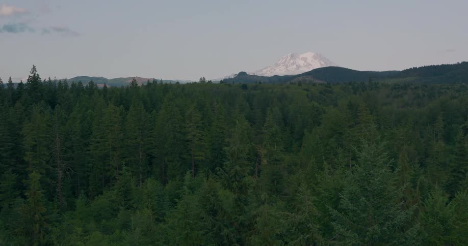 Slow push over deep evergreen forest towards a sun kissed and snow capped Mt Rainer in the distance