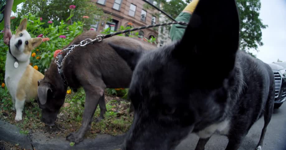 Woman holding four dogs on leashes
