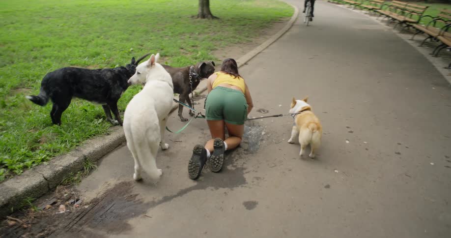 Woman is walking with four dogs and a man is cycling next to her causing her to fall to the ground and knock over a glass of ice and liquid