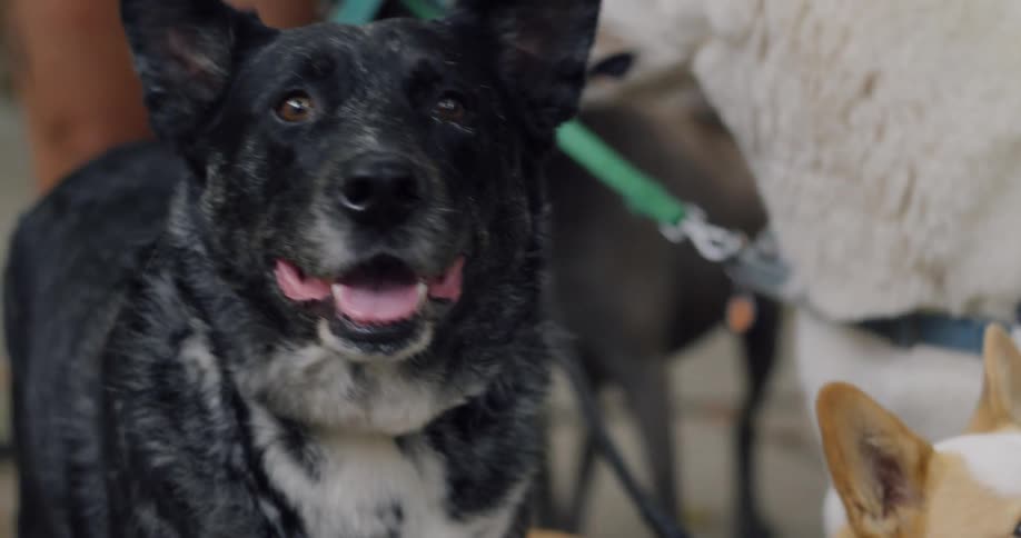 Dog walker stands on the sidewalk with several dogs on leashes