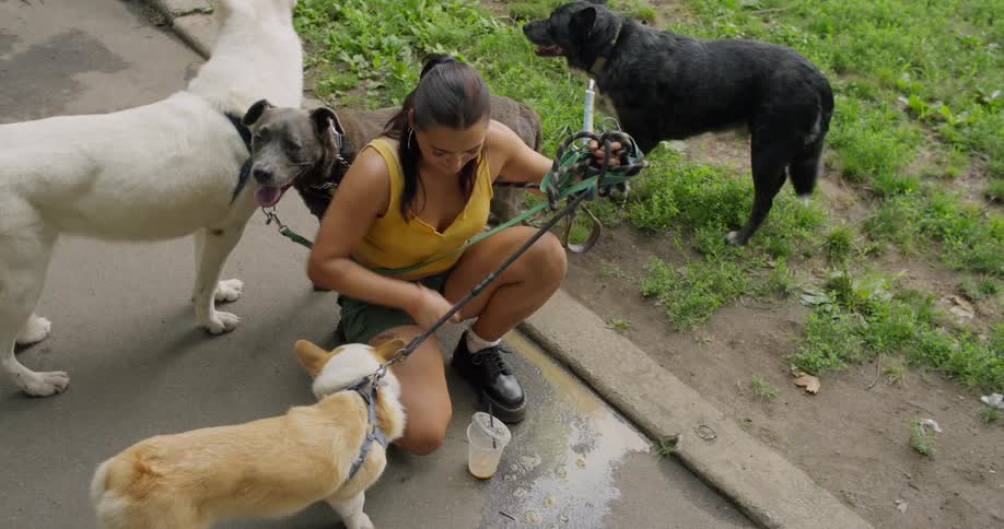A young woman walks her dogs in the park picking up ice cubes from a spilled drink on the curb