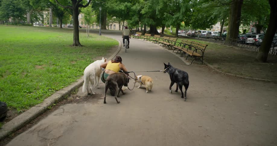 A woman is walking with some dogs on a leash on a sidewalk and someone passes by on a bicycle and the woman falls to the ground