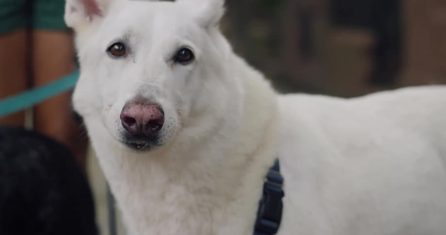 Dog walker stands with several dogs on leashes on the sidewalk