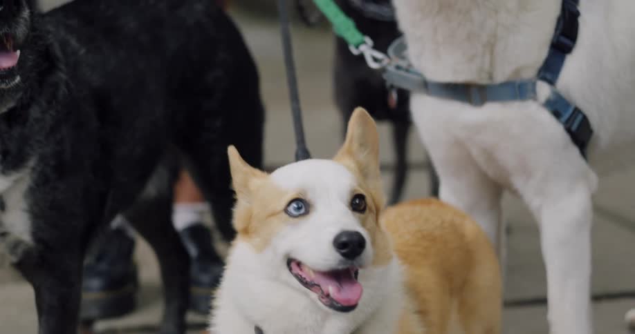 A woman has four dogs on a leash