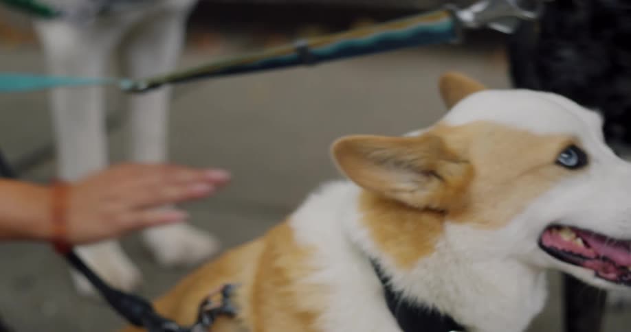 Woman kneels to pet one of several leashed dogs