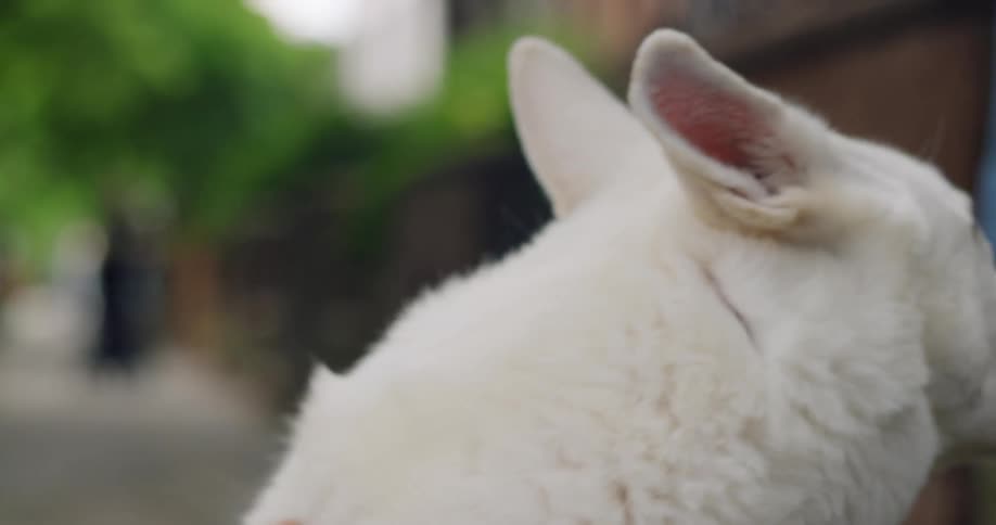 Woman pets a white dog while sitting on the sidewalk