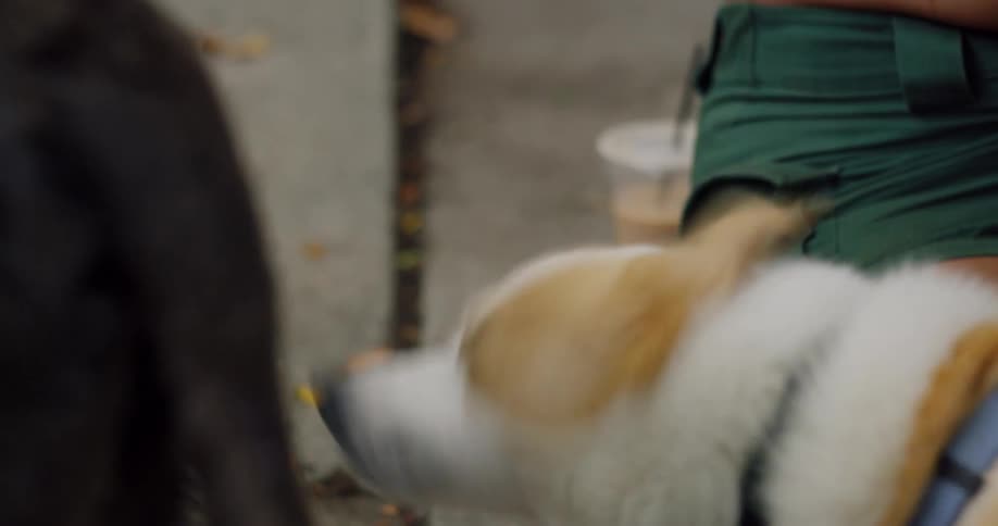 Womans hand passing over a mediumsized dog