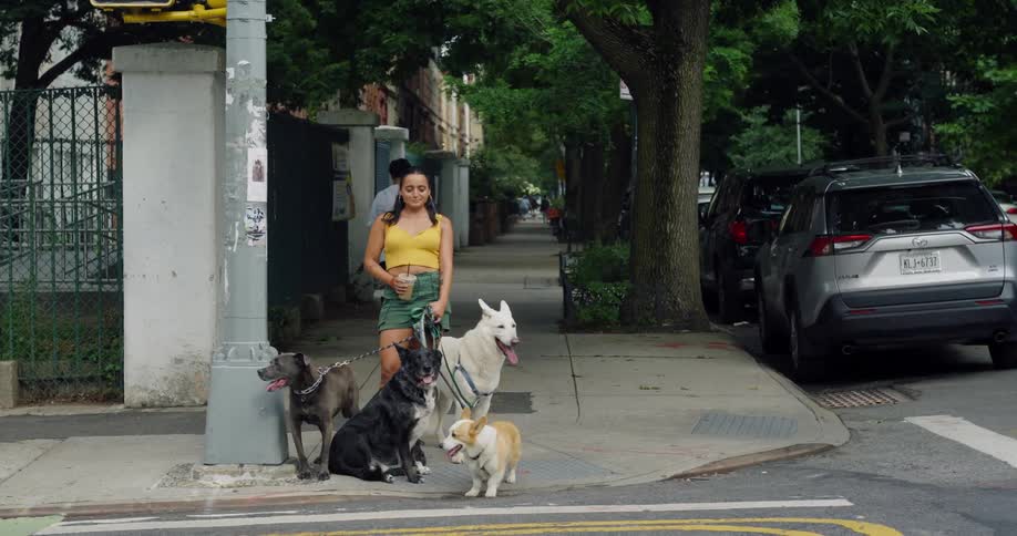 Woman on a street corner waiting for cars to pass along with her four dogs