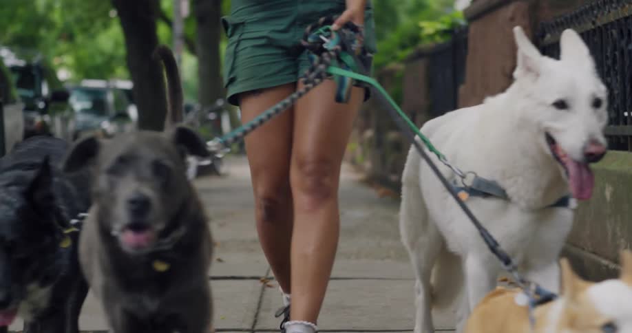A woman walks four dogs of various breeds on a city sidewalk