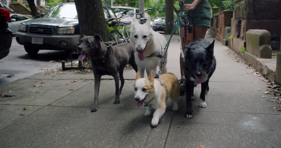 A woman walks four dogs of various breeds on a city sidewalk
