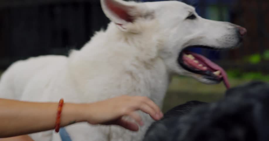 Young woman crouched down petting her large white furry dog