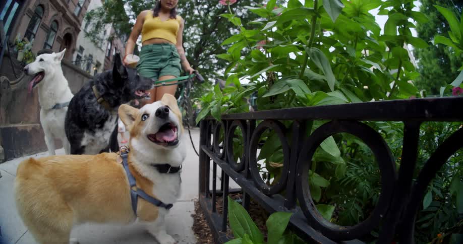 Four dogs on leashes accompanied by a woman