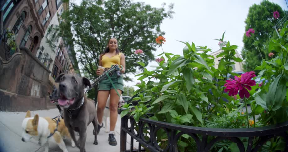 A woman walks four dogs of various breeds on a city sidewalk near a small patch of flowers