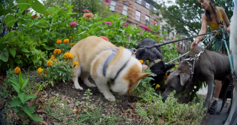 Dog walker allows dogs to sniff the garden