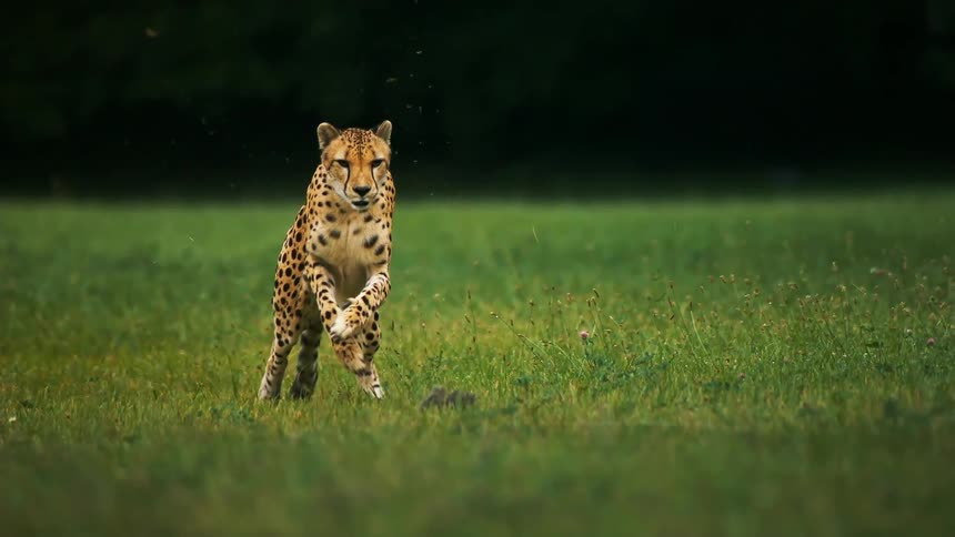 A cheetah chases a small creature through the grass in a field