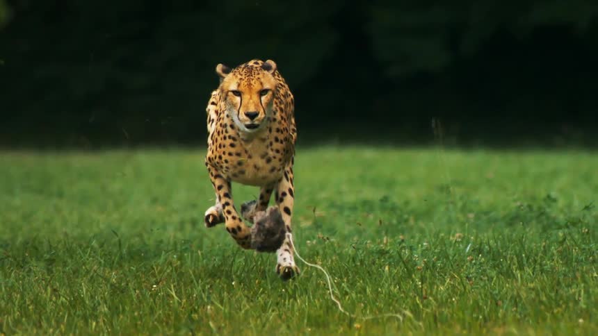 A cheetah sprinting across a grassy field chasing a furry creature pulled by a string