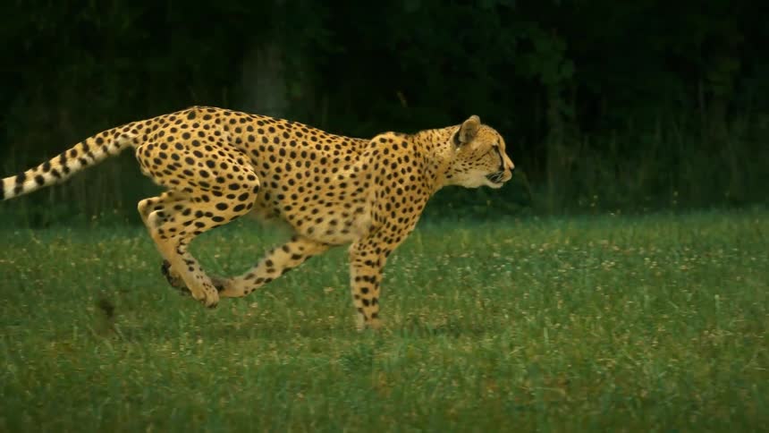 Cheetah running in the grass in front of trees