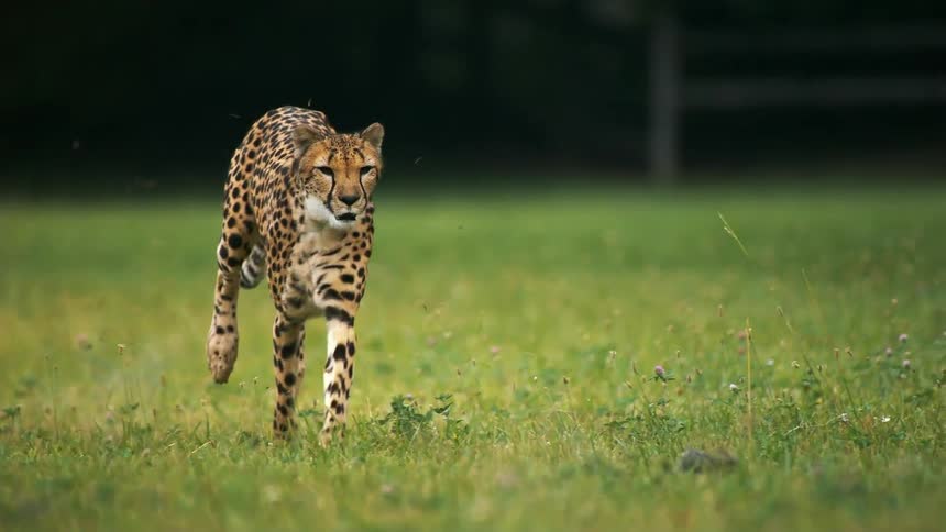 A cheetah sprinting across a grassy field chasing a furry creature