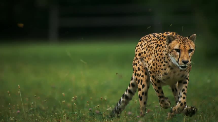 A cheetah sprinting across a grassy field chasing a furry creature