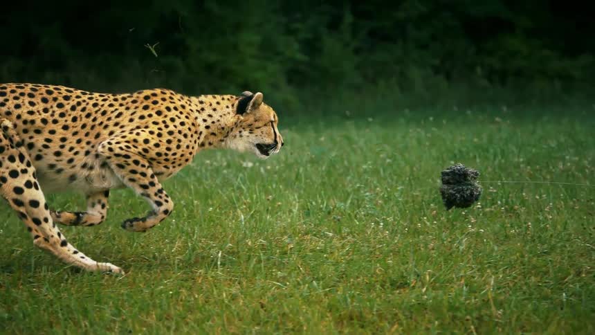 Cheetah running after an object in the grass