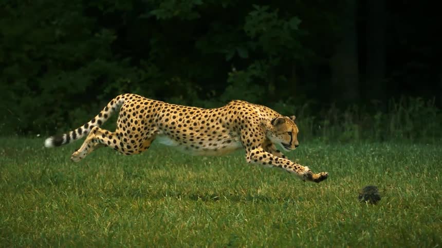 Cheetah chases a lure being dragged across the grass