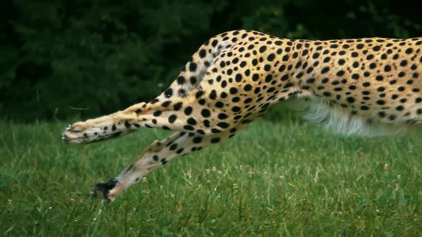 A cheetah sprinting across a grassy field