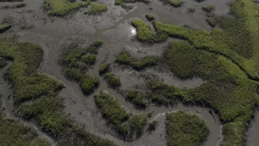 Aerial view of a swamp
