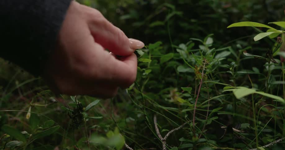 Hand picking up a berry in the forest