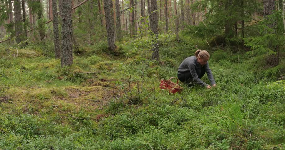 A woman is collecting mushrooms in the forest ground placing them on a red wicker basket