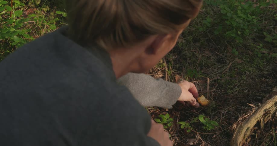 A woman collecting wild mushrooms from the forest ground